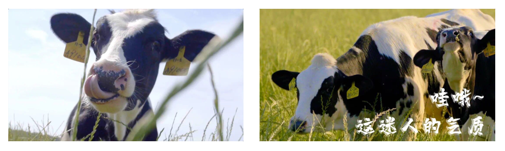 花花牛丨每天一杯奶，幸福健康喝出來?。?！