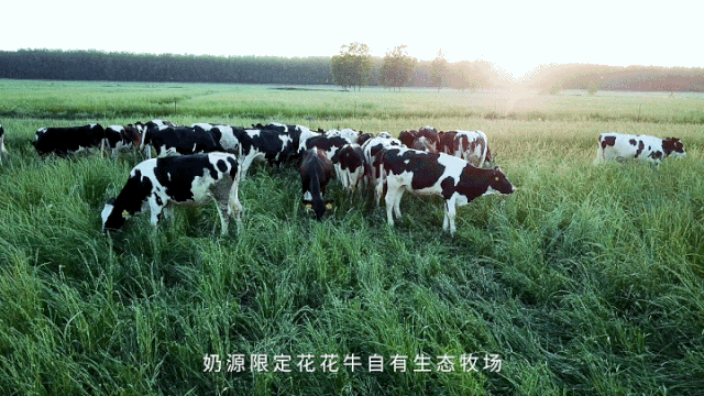 榮譽(yù) | “百家牛場(chǎng)青貯質(zhì)量評(píng)鑒活動(dòng)”花花牛新蔡瑞亞牧業(yè)、河南合源乳業(yè)分別榮獲一、三等獎(jiǎng)