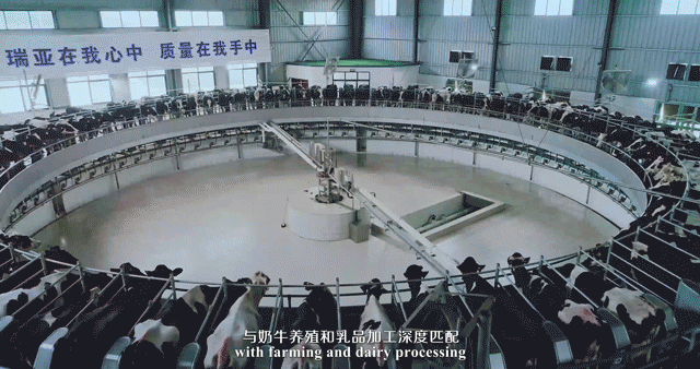 快訊 | 河南省委常委、省紀委書記、省監(jiān)委主任任正曉蒞臨花花牛乳業(yè)集團新蔡瑞亞牧場調研