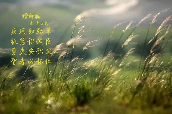 花花牛 | 疾風(fēng)來臨，你是不是勁草？